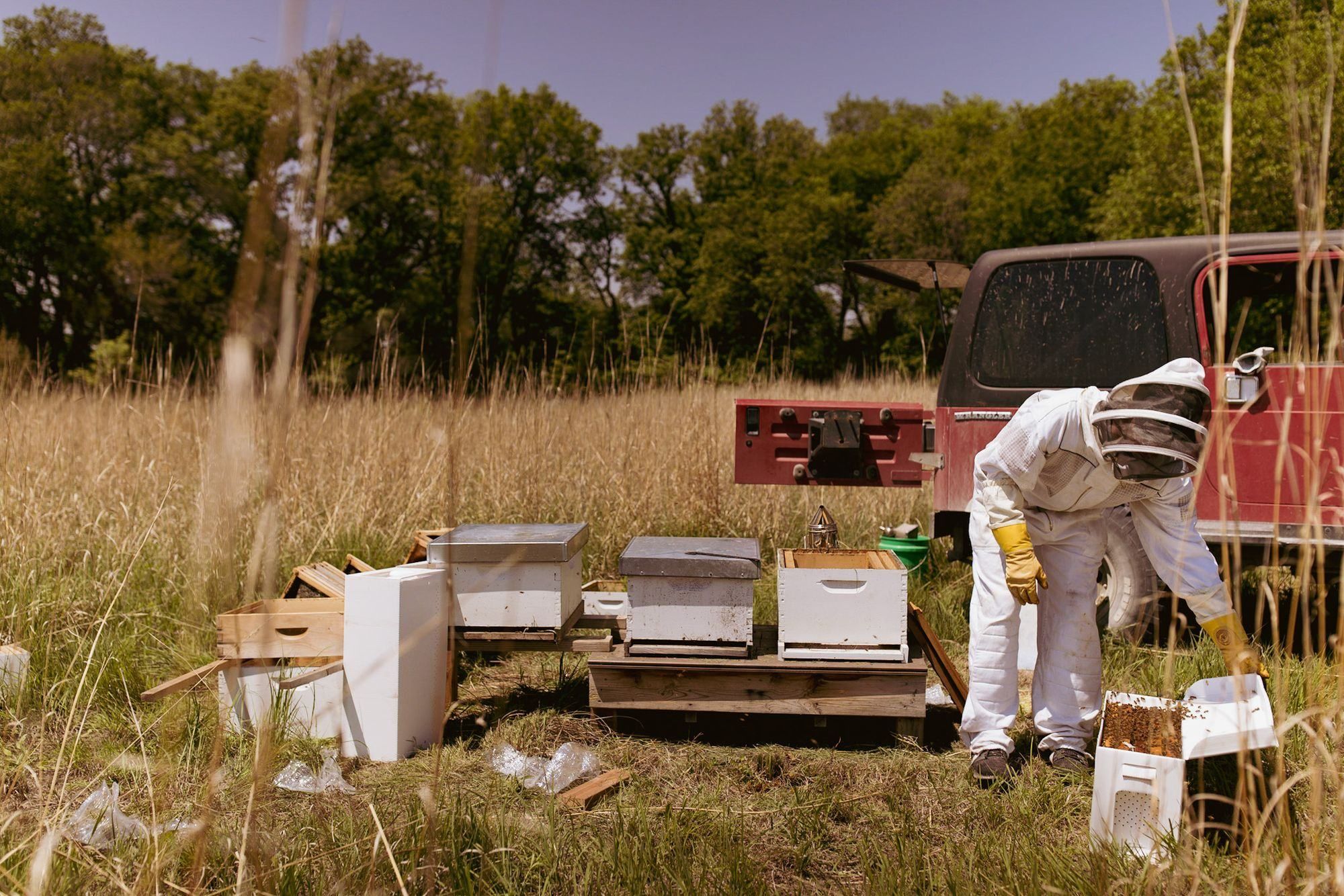 A beekeeper in a white suit and yellow gloves leans over a box of bees beside white hives in tall grass, with a red Jeep parked behind