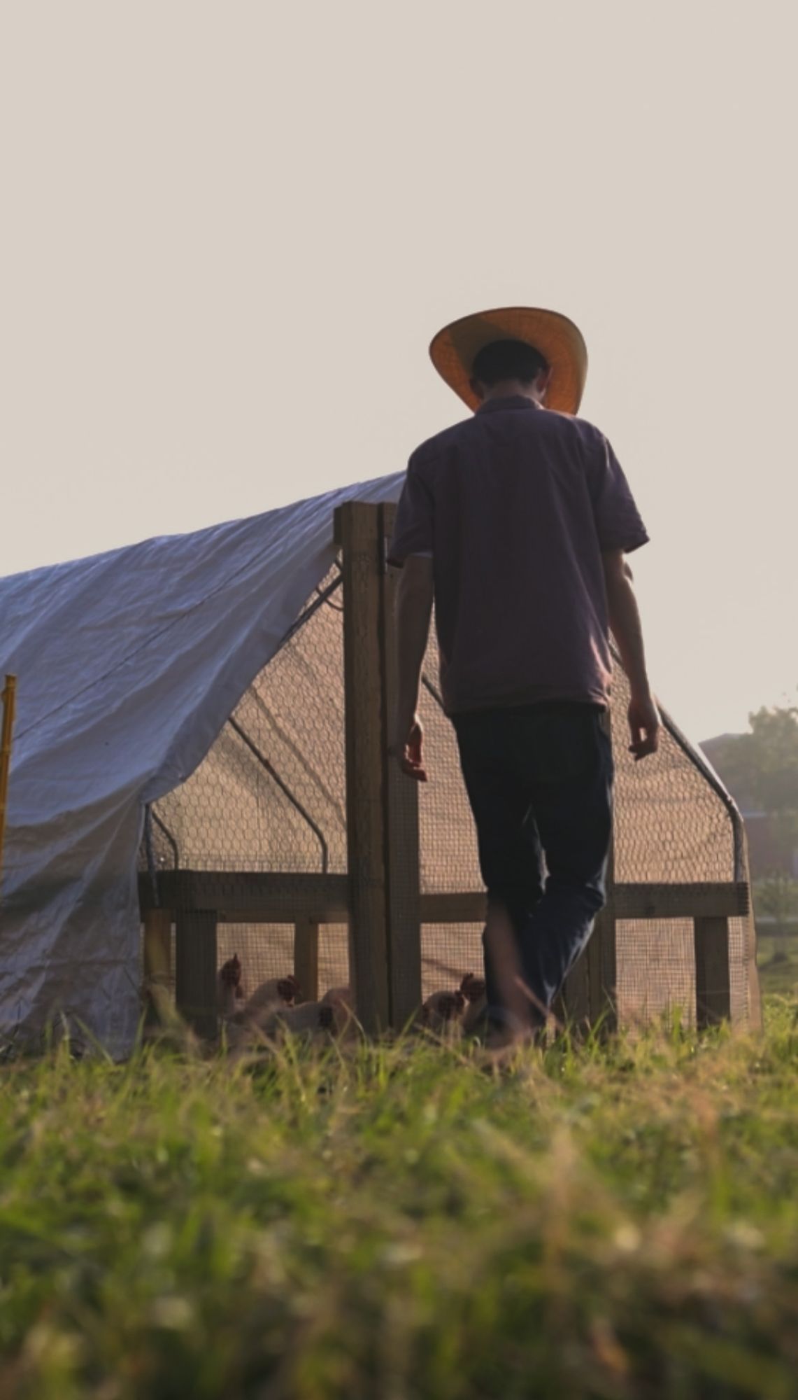 A farmer in a straw hat, seen from behind, walks across the grass toward a mobile chicken shelter at sunrise