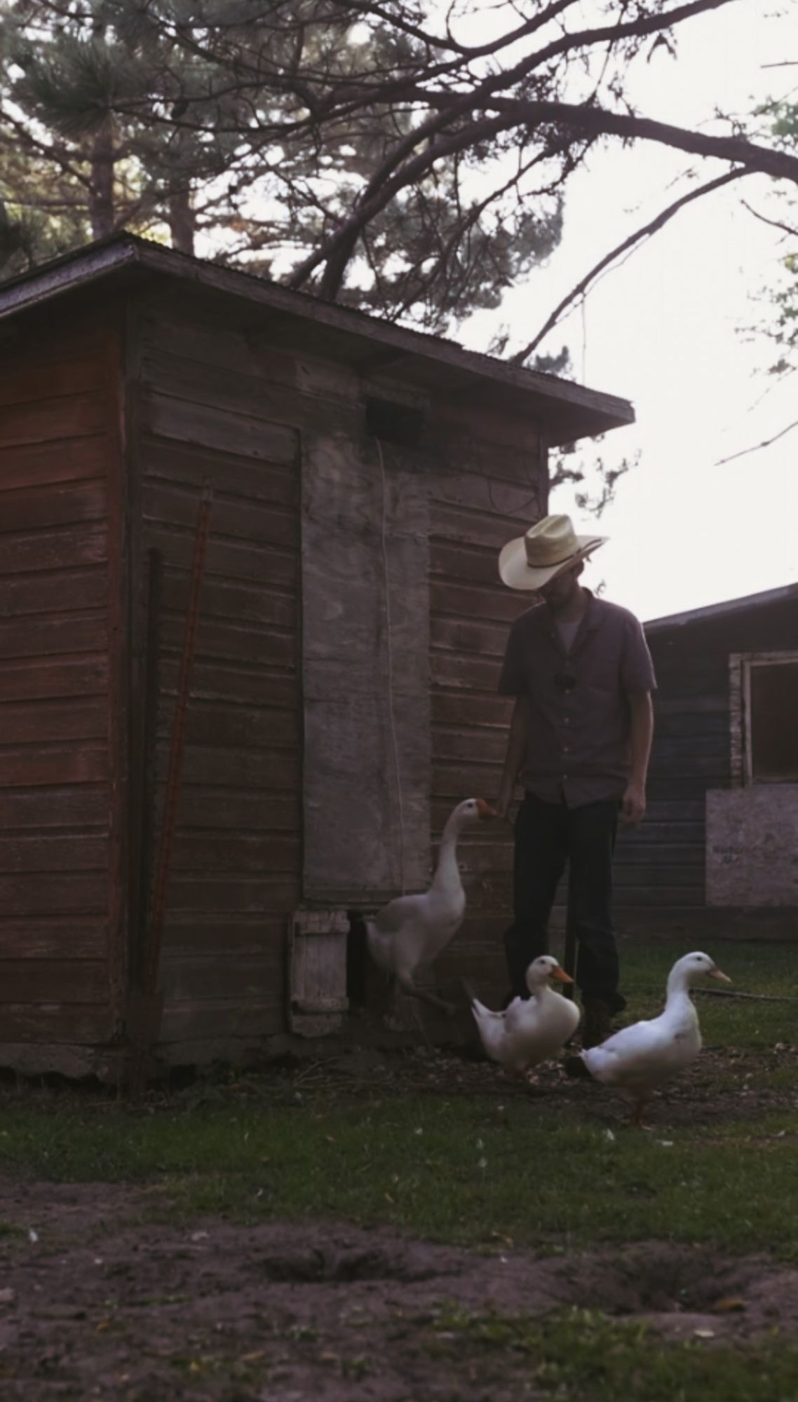 A farmer in a cowboy hat stands beside an old wooden shed while three white ducks gather at his feet