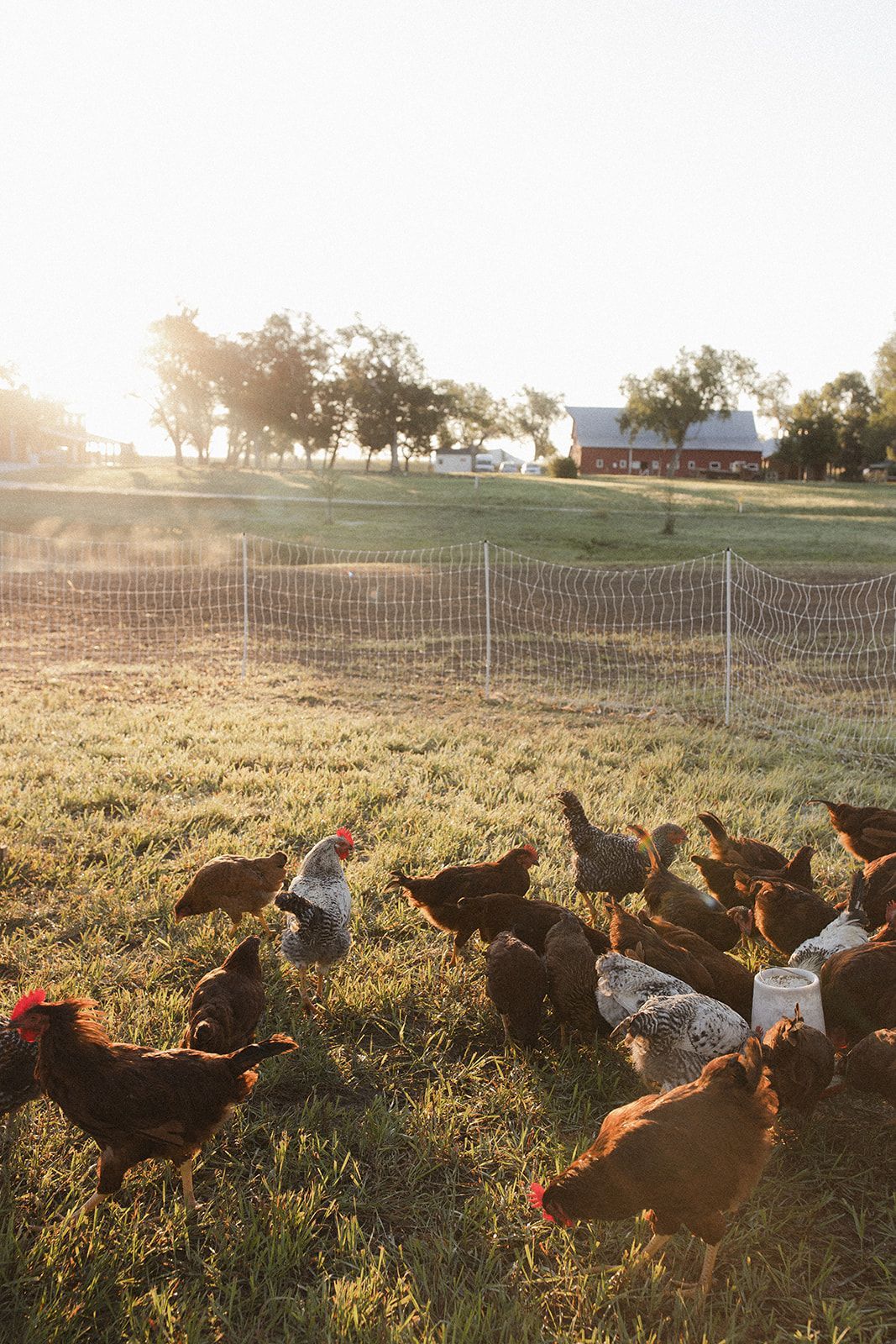 Brown and speckled hens foraging in dewy pasture at sunrise, with a fence and barn behind